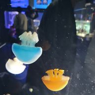 yayoiさんのアイコン画像
