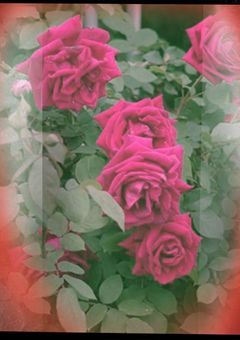 Crimson Glory.   After Story