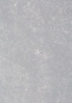 ふがたくがパパママになりました