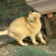 はるるるんさんのアイコン画像