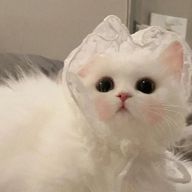 💜💭🪞さんのアイコン画像