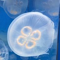 茉莉花さんのアイコン画像