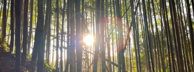 ちしさたさんの壁紙画像