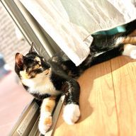 ちしさたさんのアイコン画像