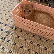めーこさんのアイコン画像