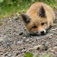 きつねさんのアイコン画像