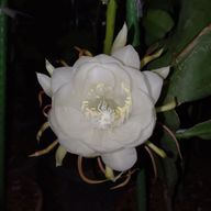 荒井蒼花＠原神がやりたい…さんのアイコン画像