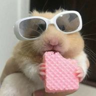 はな🌷︎さんのアイコン画像