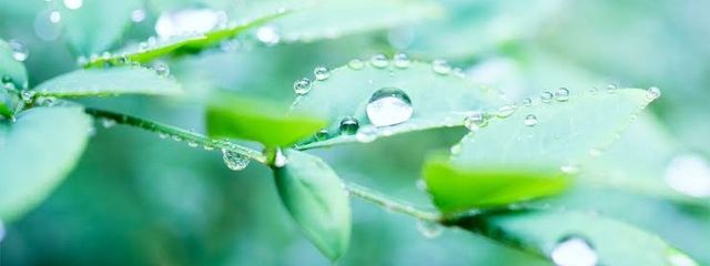翠雨さんの壁紙画像