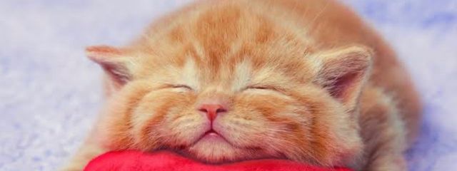 茶トラさんの壁紙画像