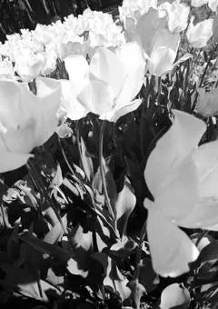 好きバレしたら詰められた │lrn