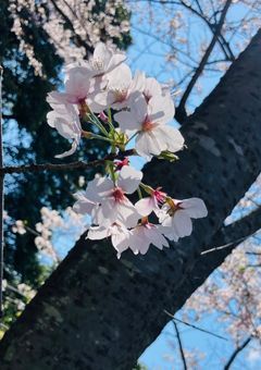 ワイテルズが活動休止して