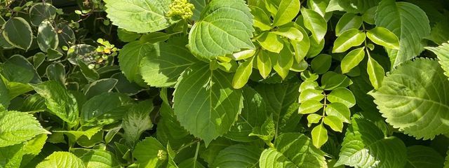 樹さんの壁紙画像