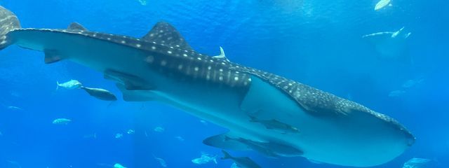 れあいさんの壁紙画像