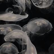 edneonさんのアイコン画像