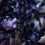  大和 さんのアイコン画像