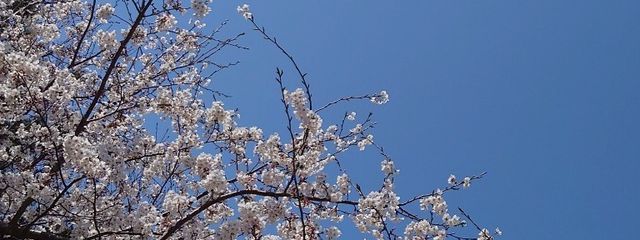 紺さんの壁紙画像
