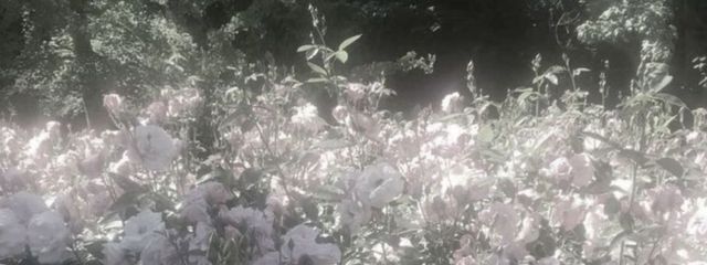 ☆*¨*さんの壁紙画像