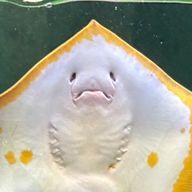 サメさんさんのアイコン画像