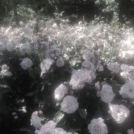 きてぃあさんのアイコン画像