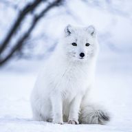 きつねん🦊しばらく休み　さんのアイコン画像