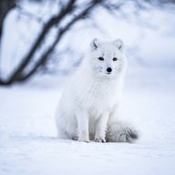 きつねん🦊さんのアイコン画像