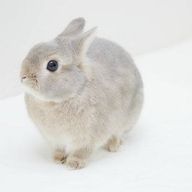 多分マグロさんのアイコン画像