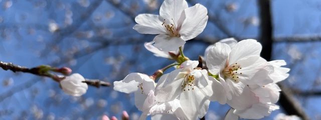 IZUMIさんの壁紙画像