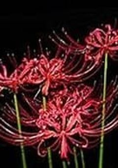 ゾンビになった夢主ちゃんの過去編