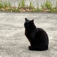 れおぽるどさんのアイコン画像