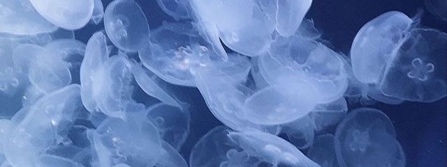 　　@　richu ．さんの壁紙画像