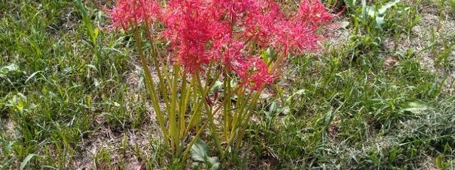 みまるさんの壁紙画像