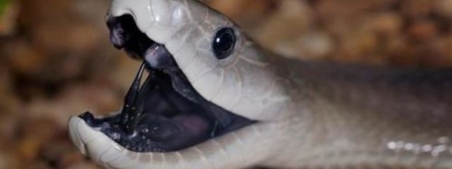 嶄璢威れのあさんの壁紙画像