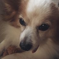 ちむちむさんのアイコン画像