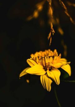 騙して､奪って､愛し合って