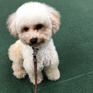 トートさんのアイコン画像