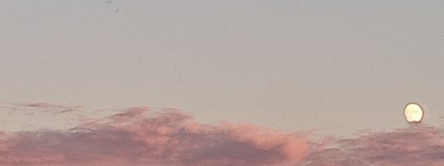 くらげさんの壁紙画像