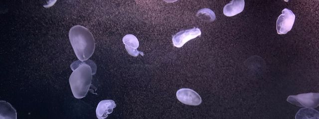 らいぐはつさんの壁紙画像