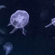 らいぐはつさんのアイコン画像