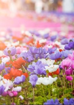 僕がホントに好きなのは