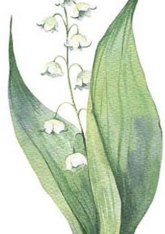 Muguet