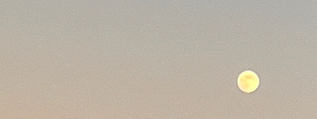 うさぎ🌸さんの壁紙画像
