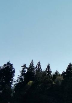 猫を拾いました。