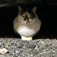 りんす 🙂さんのアイコン画像