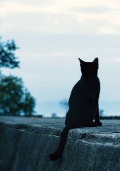 Mon Chat Noir