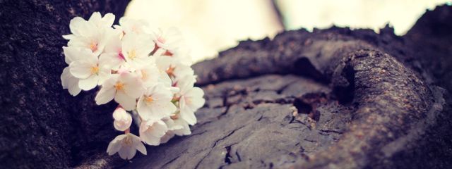 fal🩰さんの壁紙画像