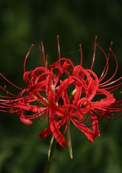 とある森の研究所…