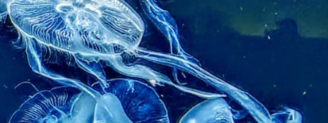 やえしろ.🐬🌙さんの壁紙画像