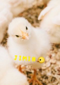 それぞれのかたち番外🐥
