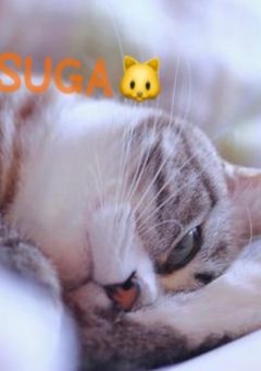 それぞれのかたち番外🐱